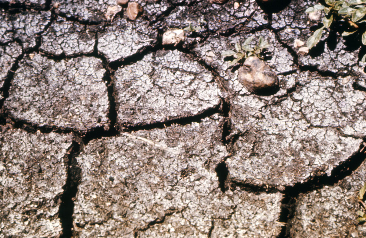 A close-up image of dry, cracked soil.