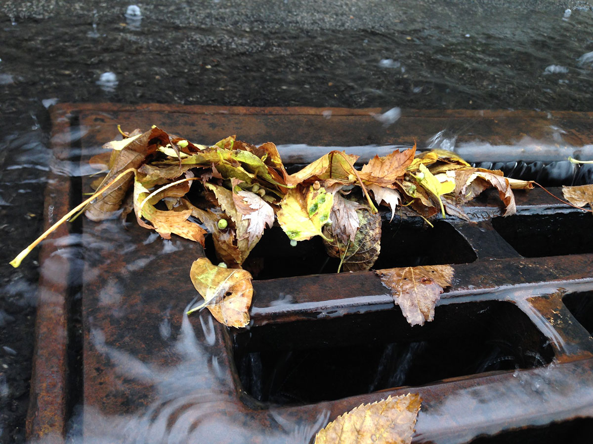 An image of a storm drain covered in leaves.