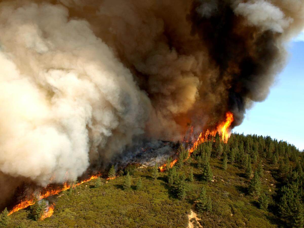 A forest on a hill on fire under a blue sky with dark smoke rising into the air.