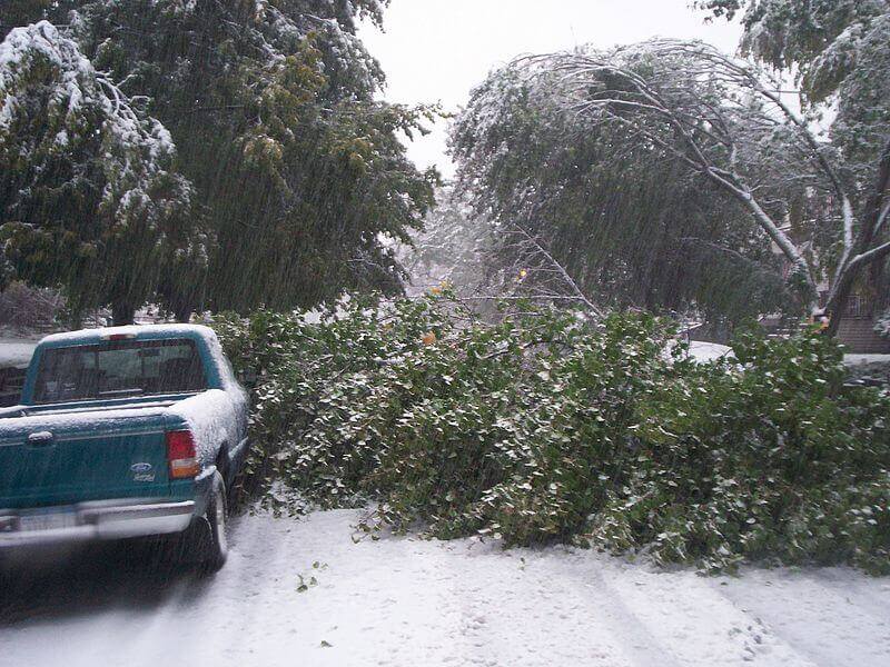 photograph of downed trees from a lake effect snow storm.