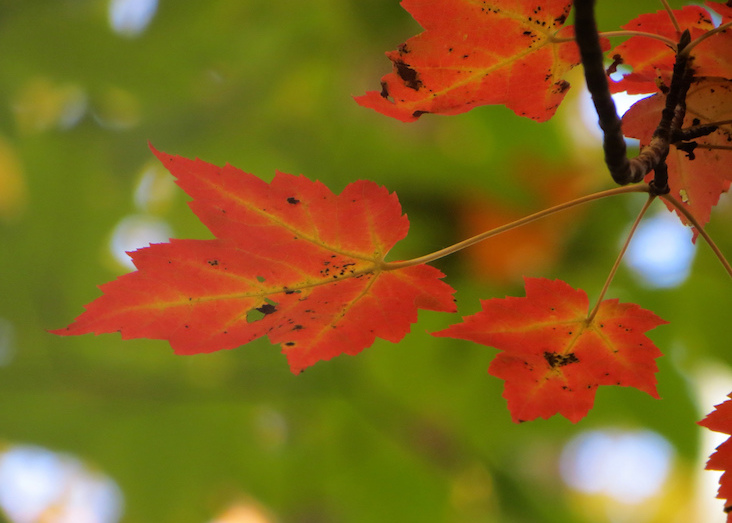 Why Do Leaves Change Color Noaa Scijinks All About Weather