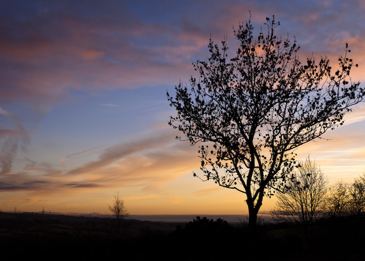 photograph of silhouette of tree in the sunset