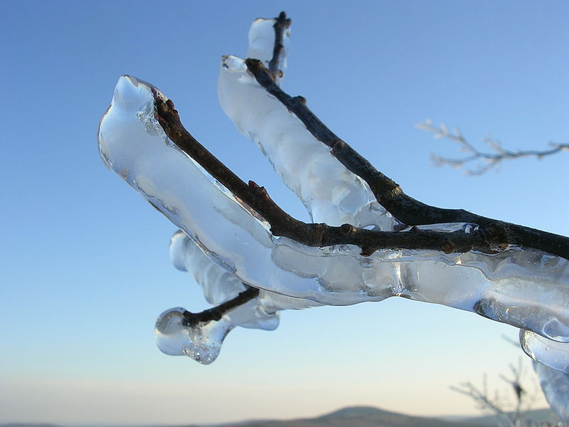 Clear ice coats a bare stem.