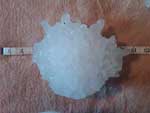Photo of giant hail stone with tape measure showing it as about 8 inches in diameter.