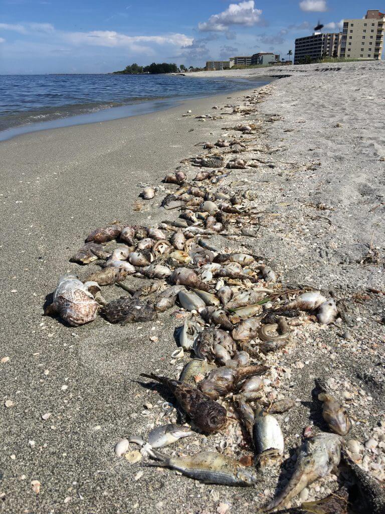 Tote Fische am Strand in der Nähe von Sarasota, Florida.