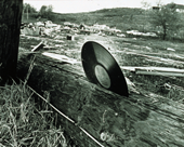 Old photo of a vinyl record embedded in the bark of a fallen tree.