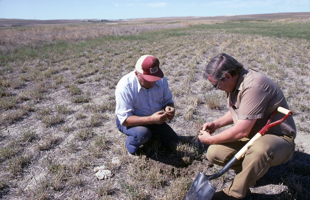 Two men examine roots of alfalfa and grass hay hit by drought in Sidney, Montana.