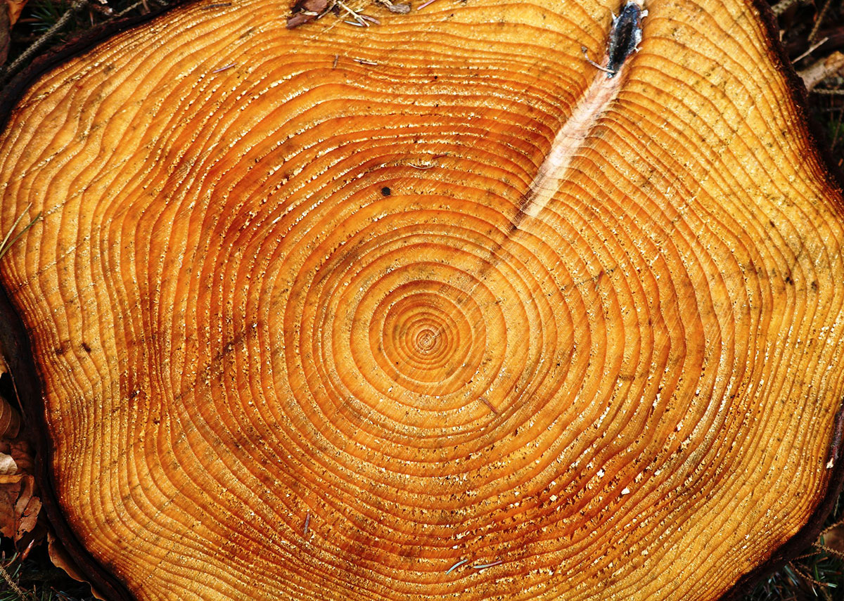 A cross section of a tree, revealing its rings.
