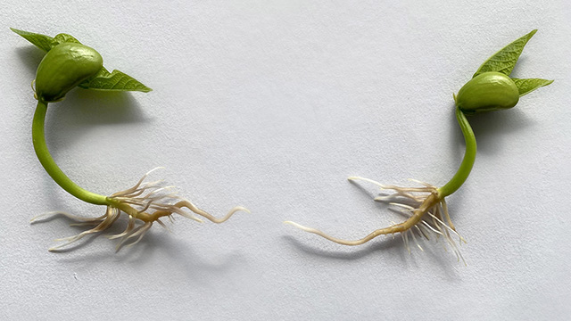 Close-up photo of 2 bean sprouts on white backgound