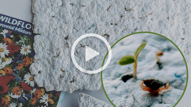 Photo of homemade paper with close-up picture of a seed sprout