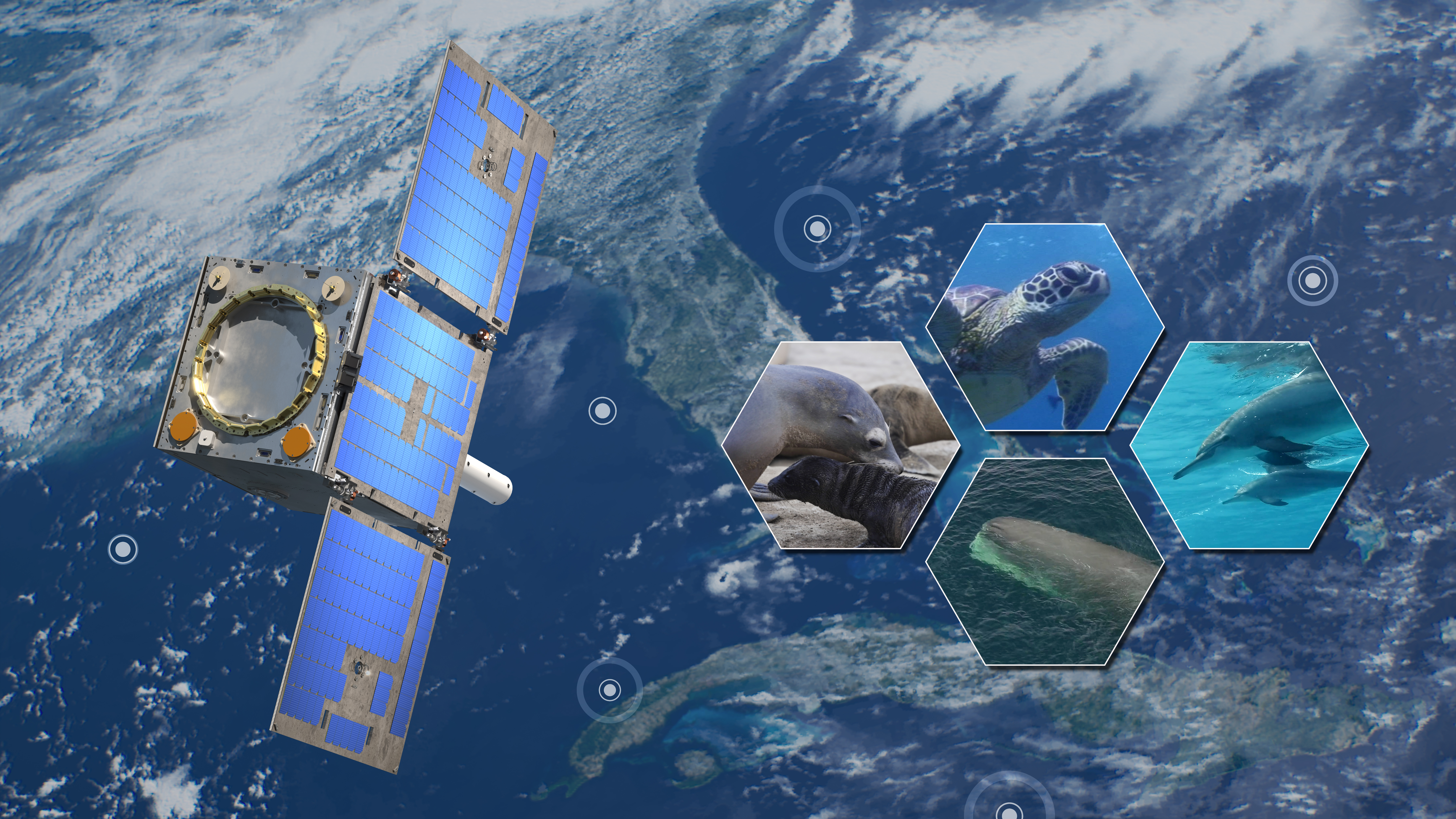An artist's rendering of the GAzelle satellite orbiting the Earth, with images of animals that can be tracked via tags as inset images. 