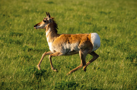 Image of a pronghorn