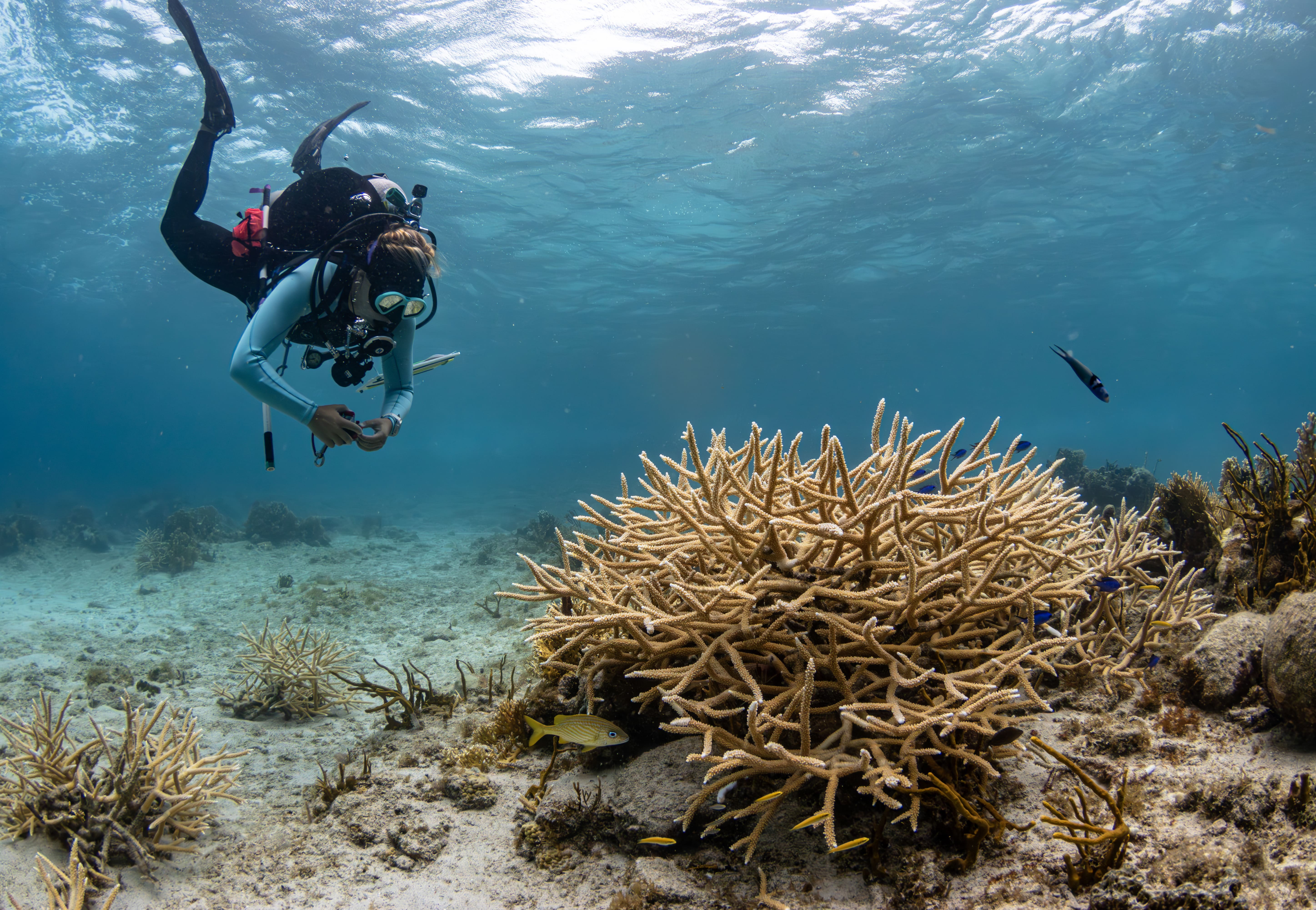 A diver underwater near a coral reef.