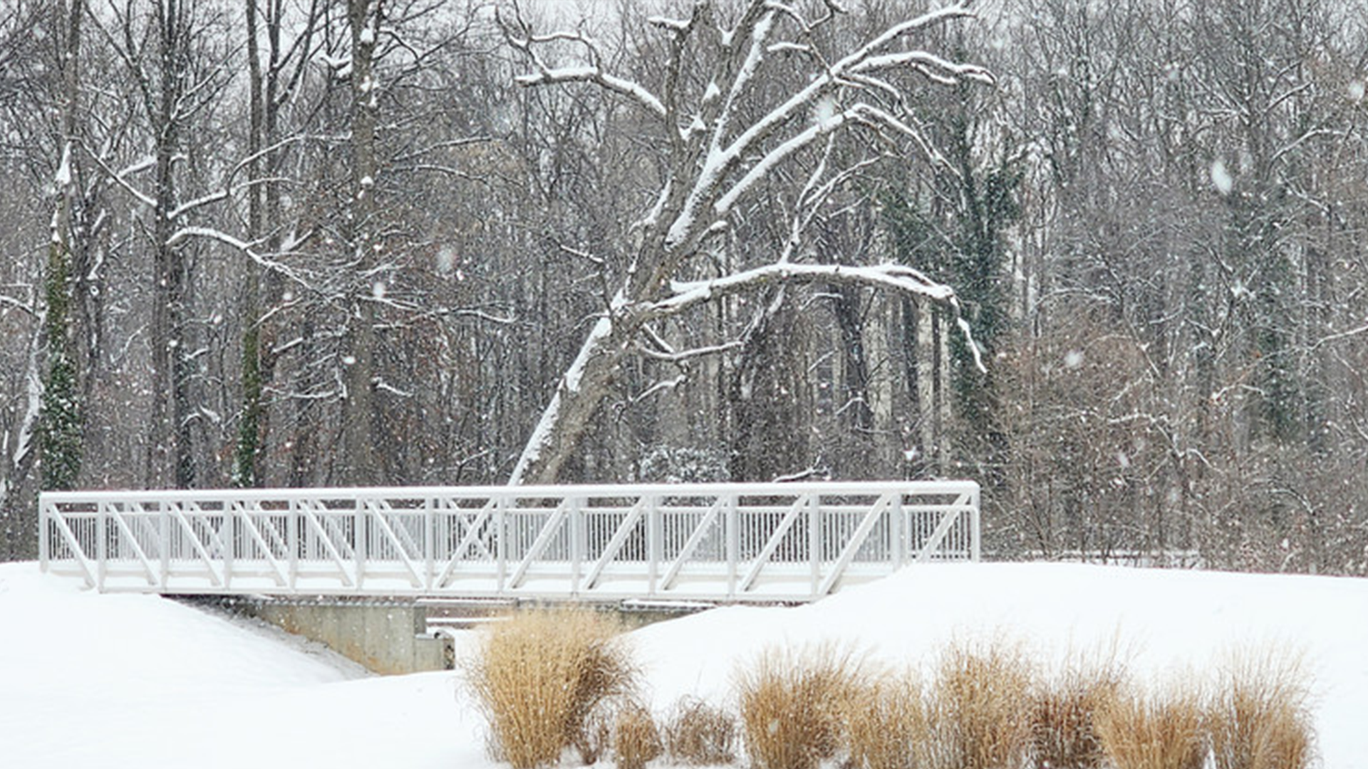 A snowy bridge going over a river in a forest.