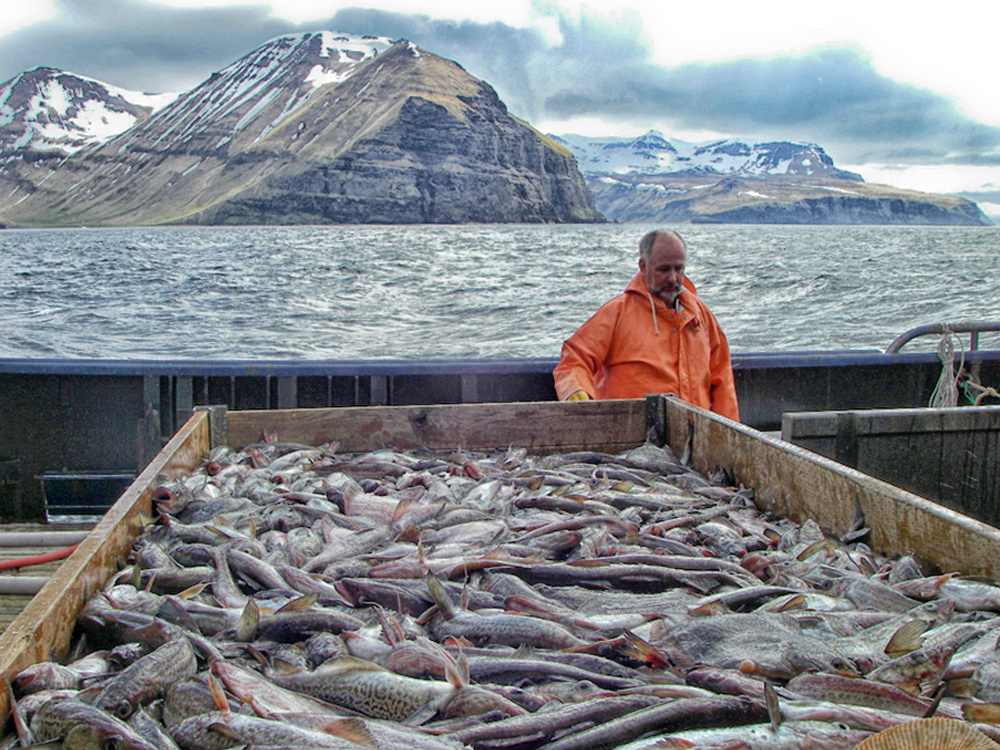 Fisherman in orange rain gear stands behind a large bin filled with pollock and flatfish aboard a boat, with rocky, snow-capped mountains in the background.