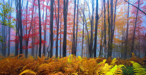 Multicolored trees in a forest.