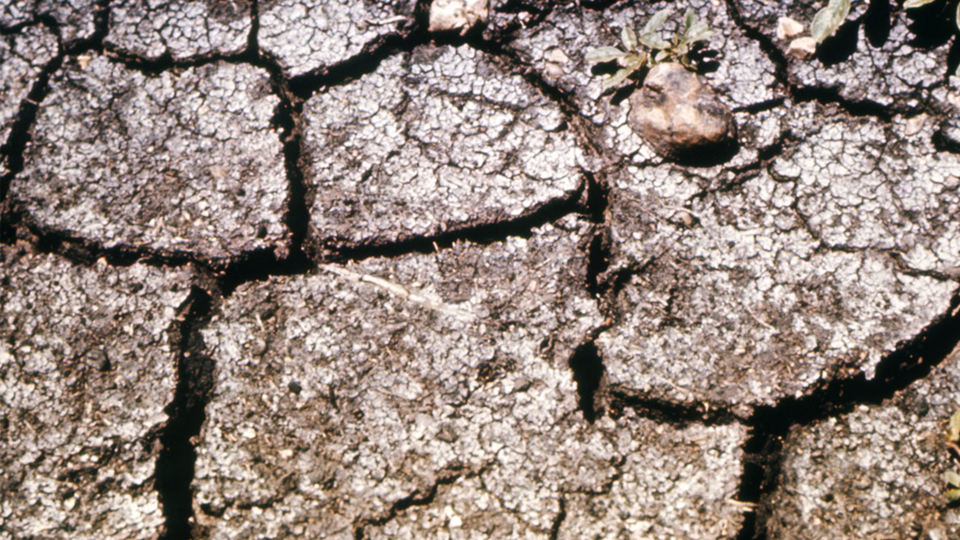 Dry cracked ground.