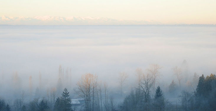 Early morning fog outdoors in a forest.