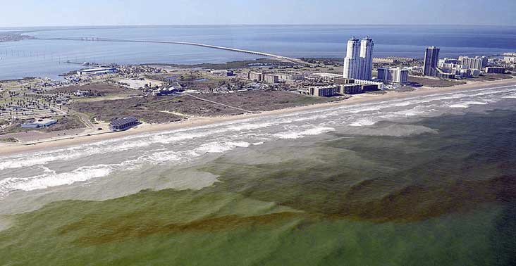 Coastal waters with red algae