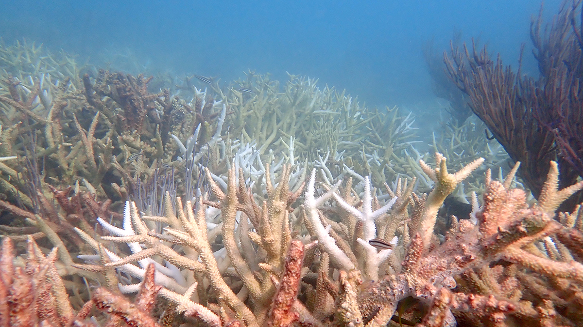 Elkhorn Coral Thumbnail