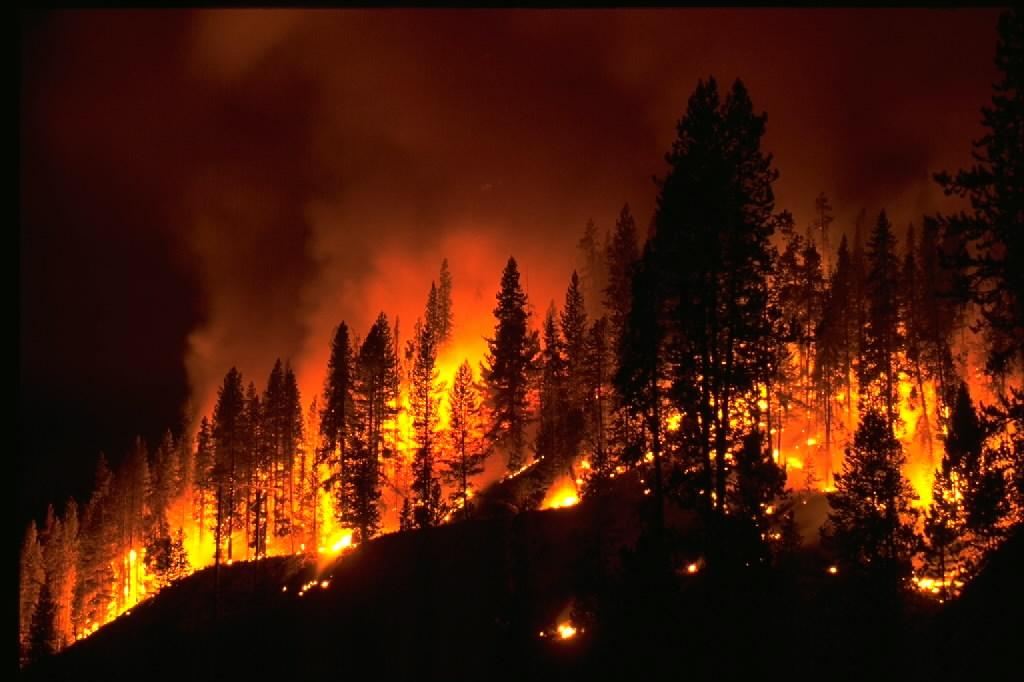 Bright orange flames and glowing embers engulf the base of silhouetted evergreen trees on a hillside during a night forest fire.