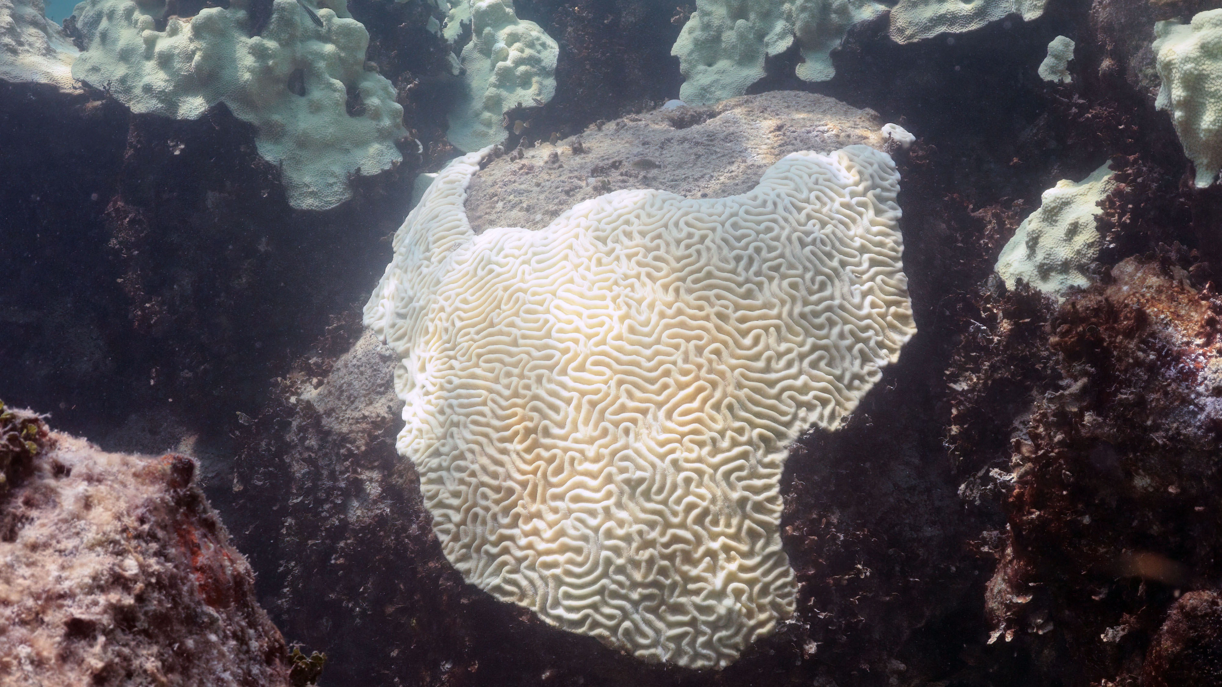 Bleached coral thumbnail