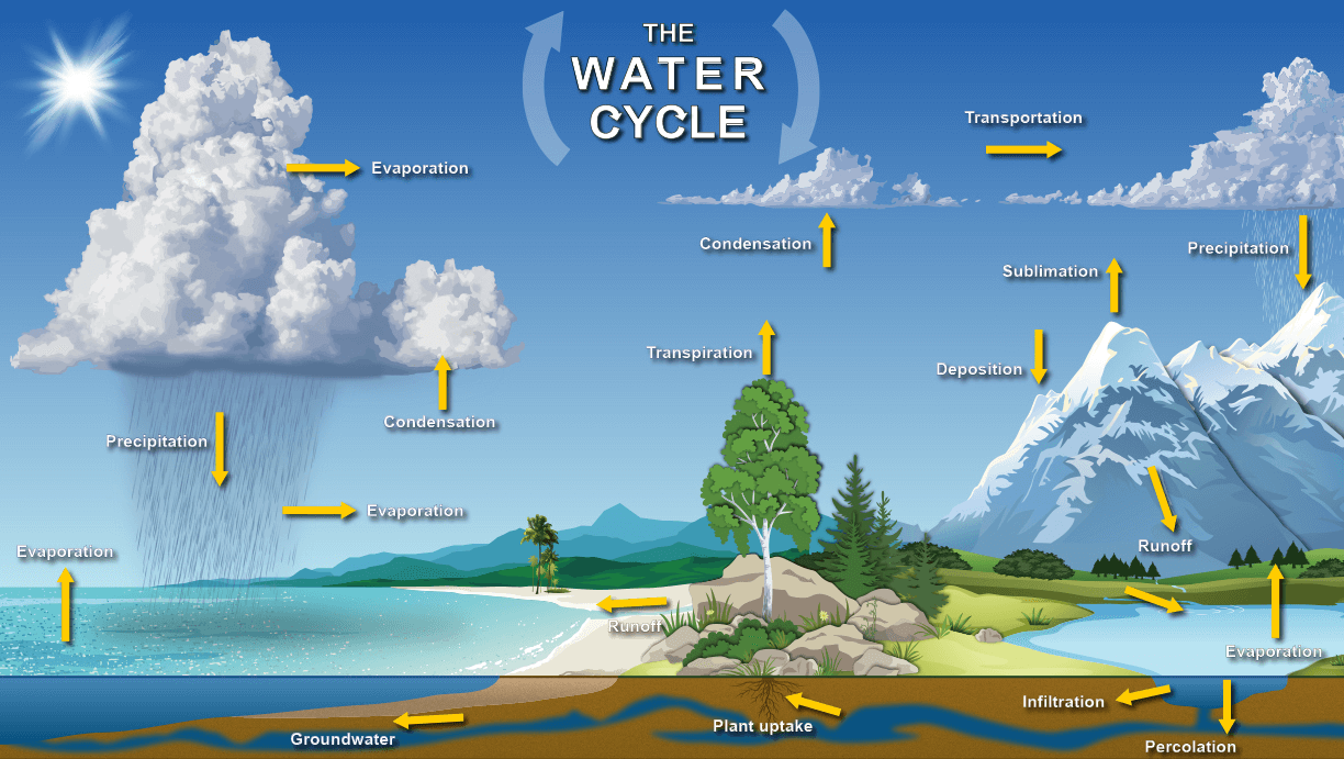 This graphic shows how water moves through the water cycle. According to this graphic, water evaporates from bodies of water like oceans and lakes. This movement is shown using yellow arrows pointing upwards from these bodies of water. Condensation happens in the clouds, and precipitation falls from the clouds.
